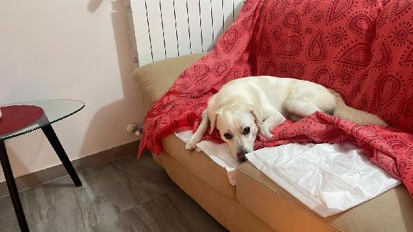 LEO 💤 DAL DIVANO AL BOX 💔 Foto 2